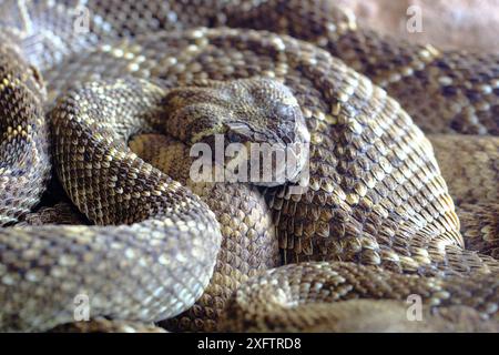 Eine Klapperschlange mit westlichem Diamondback oder texanischer Diamantrücken (Crotalus atrox). Wird im Südwesten der USA und Mexiko gefunden. Stockfoto