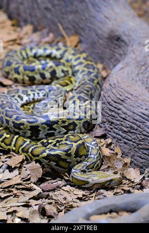 Eine burmesische Python (Python bivittatus). Eine der größten Schlangenarten. Sie ist in einem großen Gebiet Südostasiens beheimatet. Stockfoto