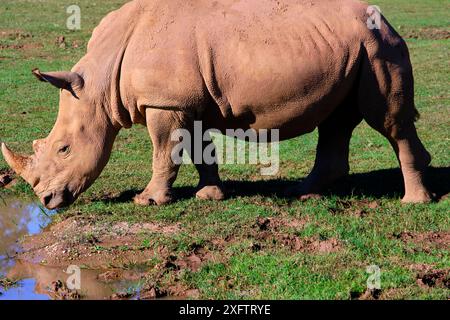 Ein weißes Nashorn (Ceratotherium simum) isst Gras auf einem Feld. Das Nashorn ist groß und hat ein Horn auf dem Kopf. Stockfoto