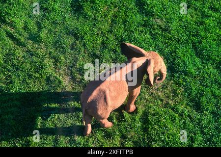 Ein Elefant (Loxodonta africana) steht auf einem grasbewachsenen Feld. Die Szene ist friedlich und ruhig. Stockfoto