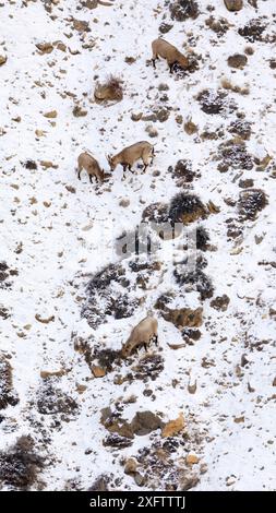 Himalaya-Steinböcke (Capra sibirica) Weibchen und Junge im Spiti-Tal, Biosphärenreservat der kalten Wüste, Himalaya-Berge, Himachal Pradesh, Indien, Februar Stockfoto