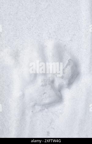 Fußabdruck des Schneeleoparden (Panthera uncia) im Schnee, Spiti-Tal, Biosphärenreservat der kalten Wüste, Himalaya-Berge, Himachal Pradesh, Indien, Februar Stockfoto