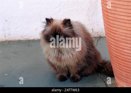 Zweifarbige braune/cremefarbene flauschige Katze, die aufrecht neben braunem Blumentopf sitzt. Stockfoto