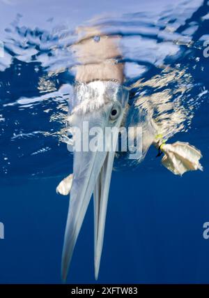 Young Brown Booby, Sula, leucogaster, Marshallinseln, Bikini Atoll, Mikronesien, Pazifik Stockfoto