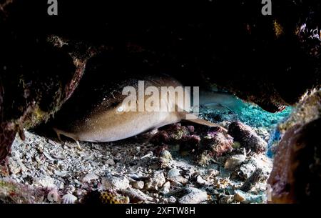 Ammenhai (Ginglymostoma cirratum), die sich unter dem Riff, den Bahamas, verstecken. Stockfoto