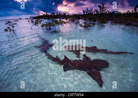 Ammenhaie (Ginglymostoma cirratum) drei tanzen bei Sonnenaufgang in einem Mangrovengebiet in der Nähe von Eleuthera, Bahamas. Stockfoto