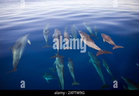 Atlantik-Delfine, Stenella frontalis, Azoren, Atlantik, Portugal Stockfoto