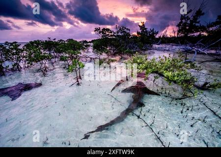 Ammenhaie (Ginglymostoma cirratum) drei tanzen bei Sonnenaufgang in einem Mangrovengebiet in der Nähe von Eleuthera, Bahamas. Stockfoto