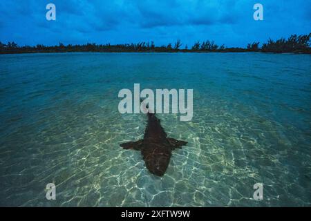 Ammenhai (Ginglymostoma cirratum), die bei Sonnenuntergang in flachem Wasser ruhen, um Energie für die Paarung zu sparen, die am nächsten Morgen stattfindet. Eleuthera, Bahamas. Stockfoto