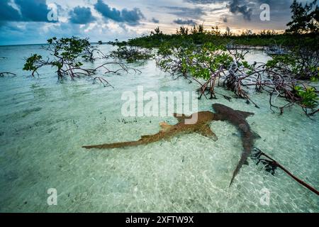 Ammenhaie (Ginglymostoma cirratum) zwei in einem Balztanz bei Sonnenaufgang in einem Mangrovengebiet in der Nähe von Eleuthera, Bahamas. Stockfoto