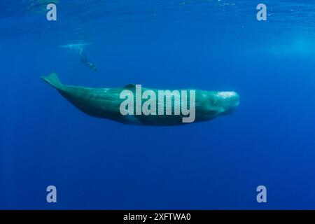 Pottwal und Fotograf, Physeter Catodon, Azoren, Atlantik, Portugal Stockfoto