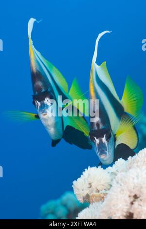 Zwei Rotmeer-Bannerfische (Heniochus intermedius), die unter Wasser schwimmen, Ägypten Stockfoto