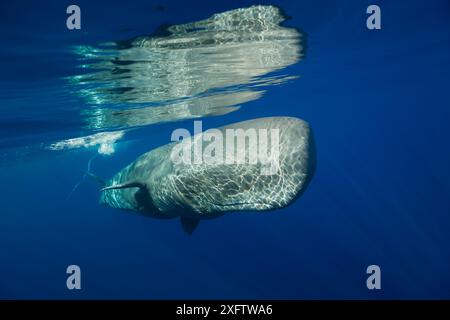 Sperm Whale, Physeter catodon Azoren, Atlantik, Portugal Stockfoto