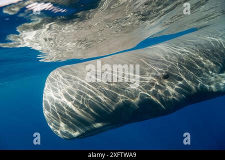 Pottwale (Physeter macrocephalus), die unter Wasser schwimmen, Portugal Stockfoto