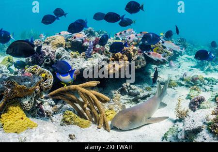 Ammenhai (Ginglymostoma cirratum) in der Nähe eines Korallenriffs und anderer Fische wie Blautangs auf den Bahamas. Stockfoto