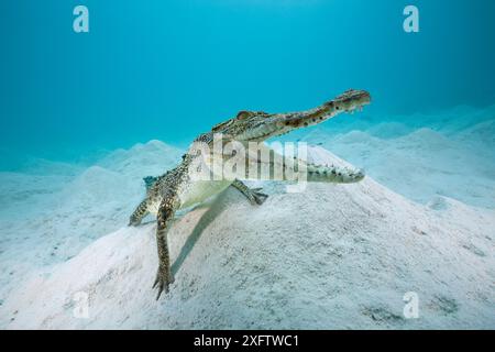 Salzwasserkrokodil (Crocodylus porosus) auf dem Meeresboden Stockfoto