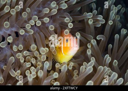 Rosafarbener Anemonenfisch (Amphiprion perideraion) unter Meeresanemonen Stockfoto