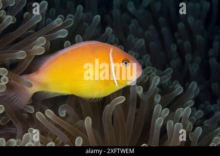 Rosafarbener Anemonenfisch (Amphiprion perideraion) schwimmt zwischen Meeresanemonen Stockfoto