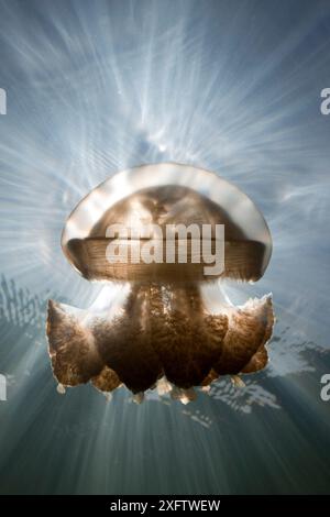 Mastigias-Quallen (Mastigias papua etpisonii) im Hinterlicht unter Wasser Stockfoto