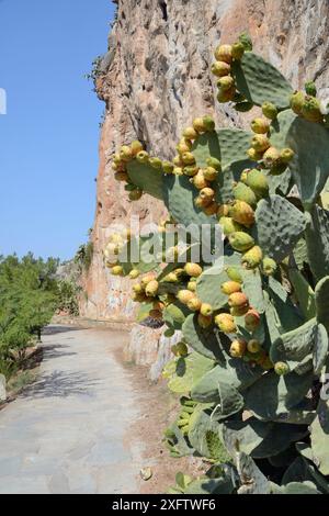 Feigenkaktus / Berberfeige (Opuntia Ficus-indica) wächst neben dem Küstenwanderweg um die Halbinsel Acronauplia unterhalb der Zitadelle, Nafplio, Argolis, Peloponnes, Griechenland, August. Stockfoto