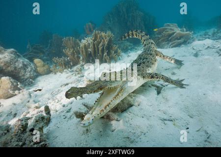 Unterwasseransicht des Salzwasserkrokodils (Crocodylus porosus) mit offenem Kiefer Stockfoto