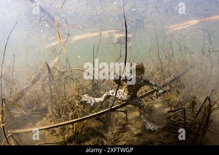 Unterwassersicht der Kröte (Bufo Bufo) im Biotope Stockfoto