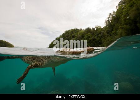 Geteilte Unterwasseransicht des Salzwasserkrokodils (Crocodylus porosus) Stockfoto