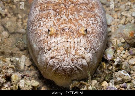 Star Gazer (Uranoscopus Scaber) Stockfoto