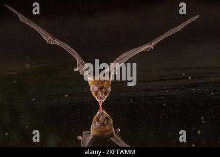 Die afrikanische Trident Fledermaus (Triaenops afer) trinkt an einem Teich im Gorongosa-Nationalpark, Mosambik. Stockfoto