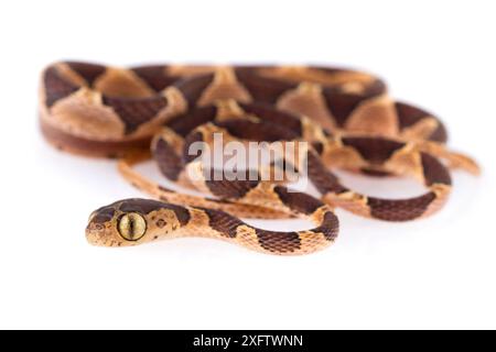 Stumpfköpfige Baumschlange (Imantodes cenchoa) an der biologischen Station La Selva, Costa Rica. Kontrollierte Bedingungen. Stockfoto