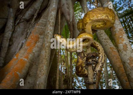 Die mittelamerikanische Baumboa (Corallus ruschenbergerii) hüllt sich an einem palmenbedeckten Strand in der Nähe des Tayrona National Natural Park im Norden Kolumbiens um einen Feigenbaum Stockfoto