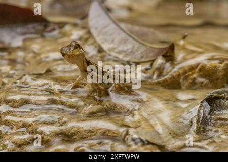 Brauner Basilisk (Basiliscus vittatus) in einem Bach im Botanischen Garten von Cartagena, Kolumbien. Stockfoto