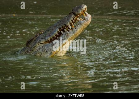 Nil-Krokodil (Crocodylus niloticus), das seinen Kopf aus dem Msicadzi-Fluss sticht, um einen kleinen Fisch zu schlucken, den es gefangen hat. Gorongosa Nationalpark, Mosambik. Stockfoto