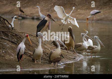 Vögel, Marabustörche (Leptoptilos crumenifer), Reiher (Ardea alba), Gelbschnabelstörche (Mycteria ibis) und Graureiher (Ardea cinerea), pinkfarbene Pelikane (Pelecanus rufescens) und Hamerkops (Scopus umbretta) stehen entlang des Flusses Msicadzi, Gorongosa Nationalpark, Mosambik. Stockfoto