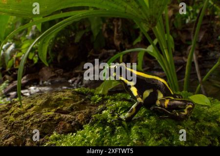 Gelb gestreifter Giftpfeilfrosch (Dendrobates truncatus) in den botanischen Gärten von Cartagena, Kolumbien Stockfoto