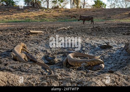 Nilmonitor-Echsen (Varanus niloticus), die auf der letzten noch verbliebenen Wasserpfütze im Mussicadzi zusammenlaufen, um Sharpooth-Welse (Clarias gariepinus) zu jagen. Im Hintergrund sitzen Paviane (Papio sp.), ein Warzenschwein (Phacochoerus africanus) und ein Buschbock (Tragelaphus sylvaticus). Gorongosa Nationalpark, Mosambik. Stockfoto