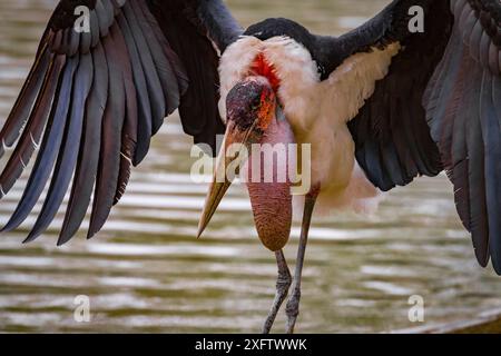 Marabou-Storch (Leptoptilos crumenifer) Landung, in der Nähe des Musicadzi River, Gorongosa Nationalpark, Mosambik. Stockfoto