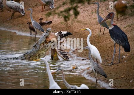 Nil-Krokodil (Crocodylus niloticus) mit weißem Pelikan (Pelecanus onocrotalus), während sich am Ufer Übervögel befinden, darunter große Reiher (Ardea alba), Graureiher (Ardea cinerea), Marabustörche (Leptoptilos crumenifer) und Hamerkops (Scopus umbretta). Fluss Msicadzi, Gorongosa Nationalpark, Mosambik Stockfoto