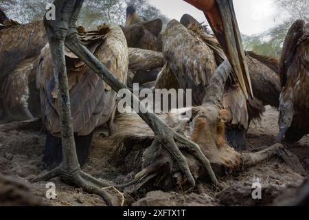 Der Maraboustorch (Leptoptilos crumenifer) steht auf dem Kopf eines Wasserböckenkadavers, während sich im Hintergrund Weißgeier (Gyps africanus) ernähren. Gorngosa Nationalpark, Mosambik Stockfoto