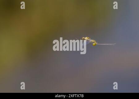 Pale Morning dun Mayfly (Ephemerella Infrequens), eine Frau mit Eierkugel, die sie im Fluss, Madison River, Montana, USA, ablegen will. Stockfoto