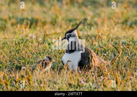 Lapwing (Vanellus vanellus) erwachsenes Weibchen mit Küken, raue Weidewiese bei niedrigem Abendlicht. North Uist, Schottland, Großbritannien, Mai. Stockfoto