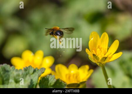 Bergbaubiene (Andrena bicolor) hinterlässt einen goldenen Pollenpfad in der Luft. Liter Celandine (Ranunculus ficaria) Monmouthshire, Wales, Großbritannien, März. Stockfoto