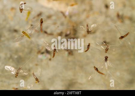 Winzige Blauflügel-Olivenfliege (Acentrella turbida), gefangen im Spinnennetz, Bozeman, Montana, USA. August. Stockfoto