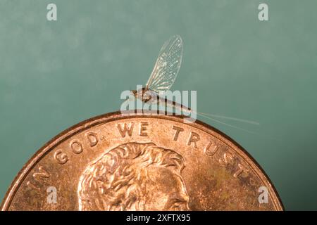 Winziger blauer Flügel Olive (Acentrella turbida) auf US Penny, Bozeman, Montana, USA. August. Stockfoto