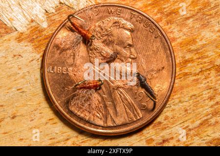 Angelhaken Nr. 28, der kleinste verfügbare Haken, durchschnittlich 4 mm groß, um die winzige blaue Olivenfliege (Pseudocloeon sp.) zu imitieren Gesehen im Zentrum des Pennys, Bozeman, Montana, USA. Stockfoto