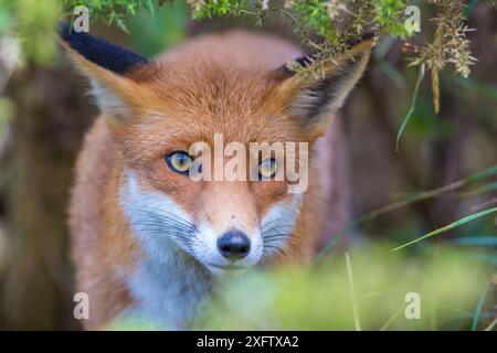 Europäischer Rotfuchs (Vulpes vulpes crucigera) Hampshire, England, Vereinigtes Königreich, September. Stockfoto