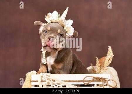 Niedlicher französischer Bulldog Hündchen mit Boho-Stil-Einhorn-Stirnband, das die Zange herauszieht Stockfoto