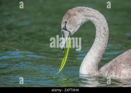 Mute Swam (Cygnus olor) juvenile, Fütterung von Pflanzen, Gloucestershire, England, Vereinigtes Königreich, September. Stockfoto