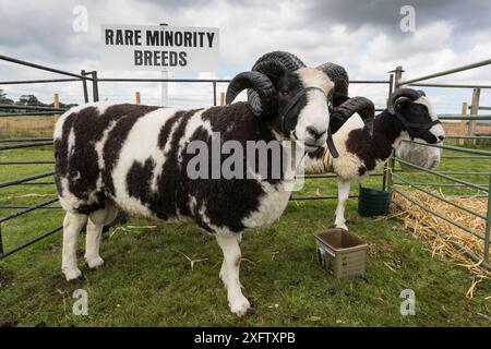 Jacob Sheep in Pen, Appleby Show, Appleby-in-Westmorland, Cumbria, Vereinigtes Königreich, August. Stockfoto