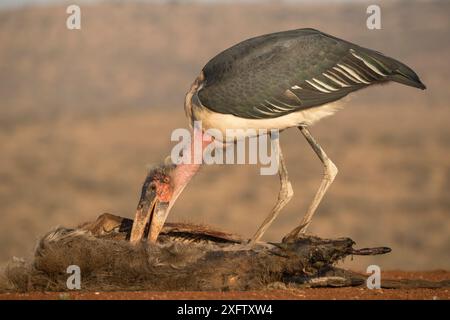 Maraboustorch (Leptoptilos crumenifer), Zimanga privates Wildreservat, KwaZulu-Natal, Südafrika, Juni. Stockfoto